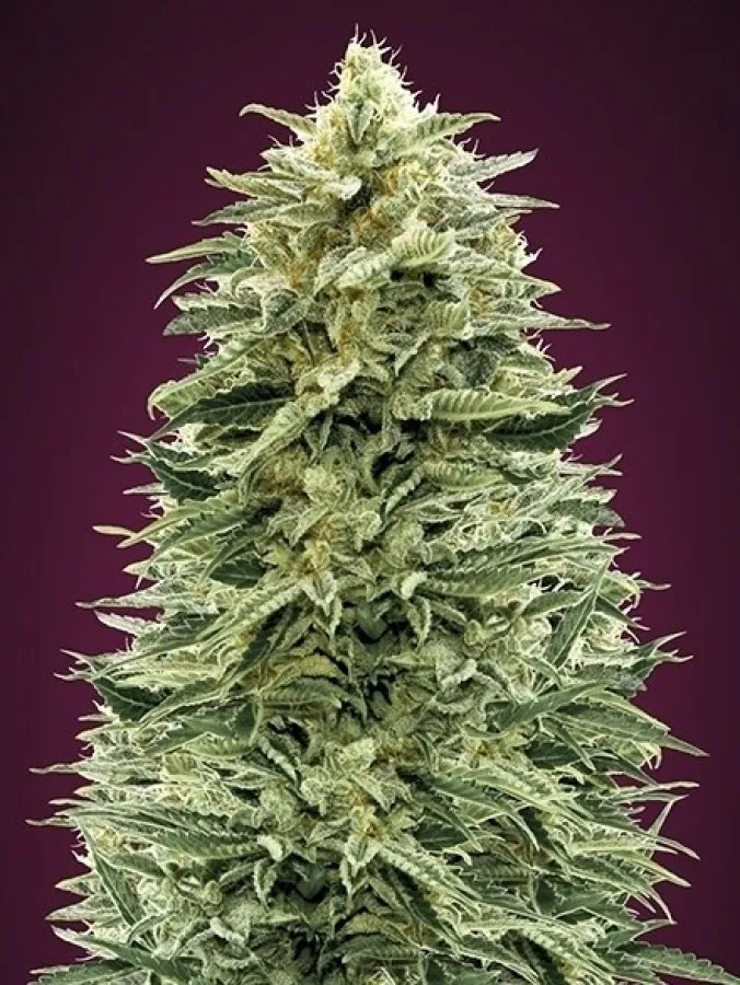 SEMILLA AUTO AMNESIA XL X 4 UDS SATIVA: 70% INDICA: 30% - STRAIN MACHINE