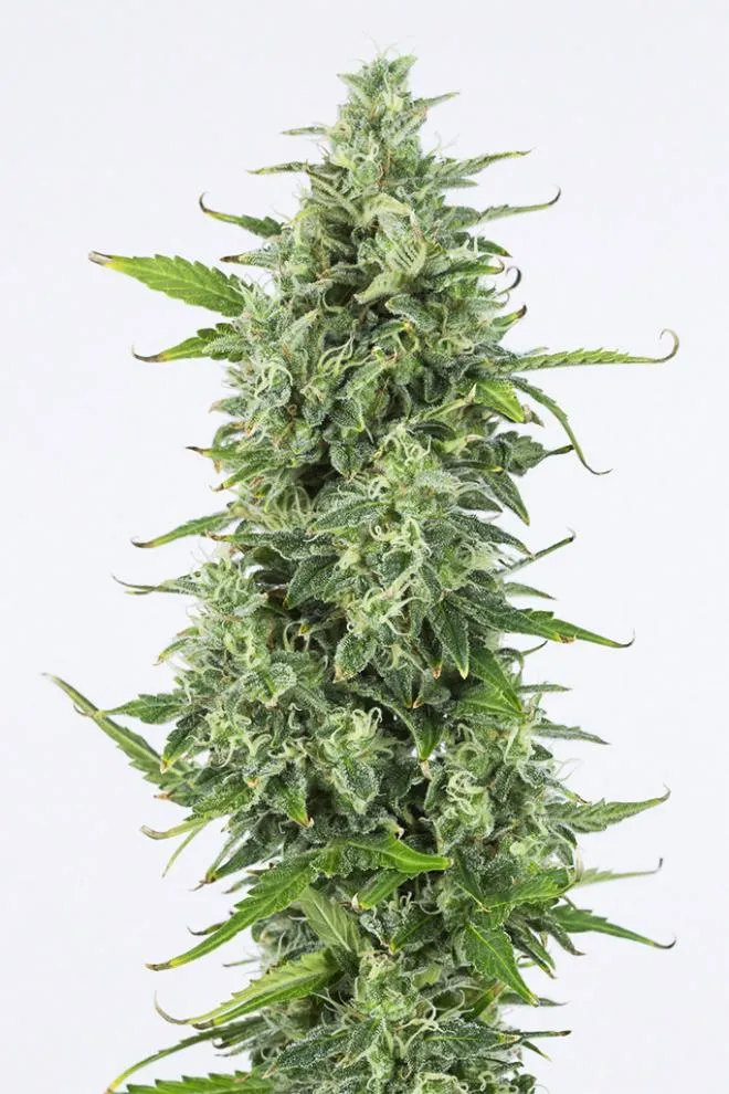 SEMILLA AUTO OG KUSH SATIVA: 25% INDICA: 75% - STRAIN MACHINE