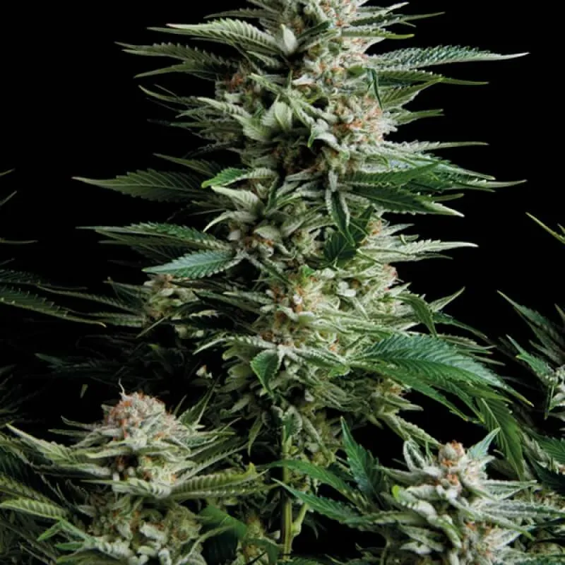 SEMILLA AUTO PATAGONIA X 1 SATIVA: 20%  INDICA: 80% - TRIKOMA SEEDS