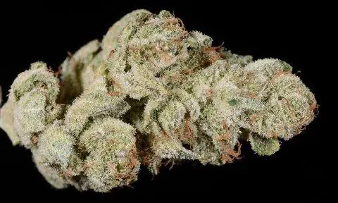 SEMILLA AUTO PURPLE PUNCH X 4 UDS SATIVA: 20% INDICA: 80% - STRAIN MACHINE