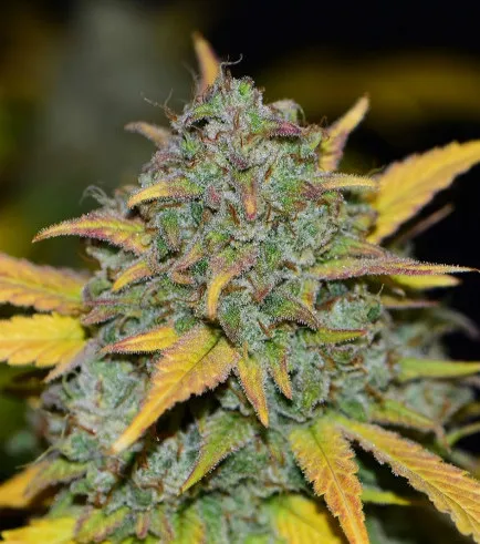SEMILLA AUTO GELATO X 4 UDS SATIVA: 60%  INDICA: 40% - STRAIN MACHINE