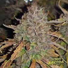 SEMILLA FEMINIZADA NORTHERN LIGHTS X 4 UDS SATIVA:10% INDICA:90% - STRAIN MACHINE
