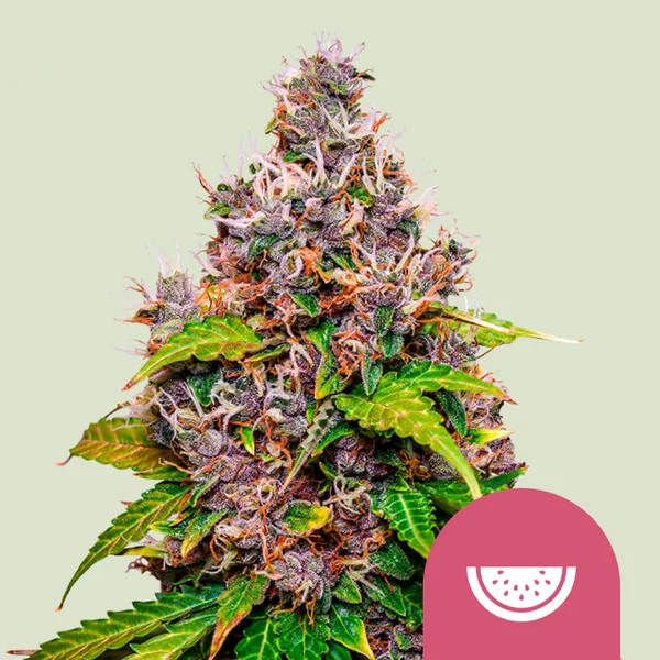 SEMILLA WATERMELON 1 UD AUTO SATIVA: 20% INDICA: 75%  RUDERALIS: 5% - ROYAL QUEEN SEEDS