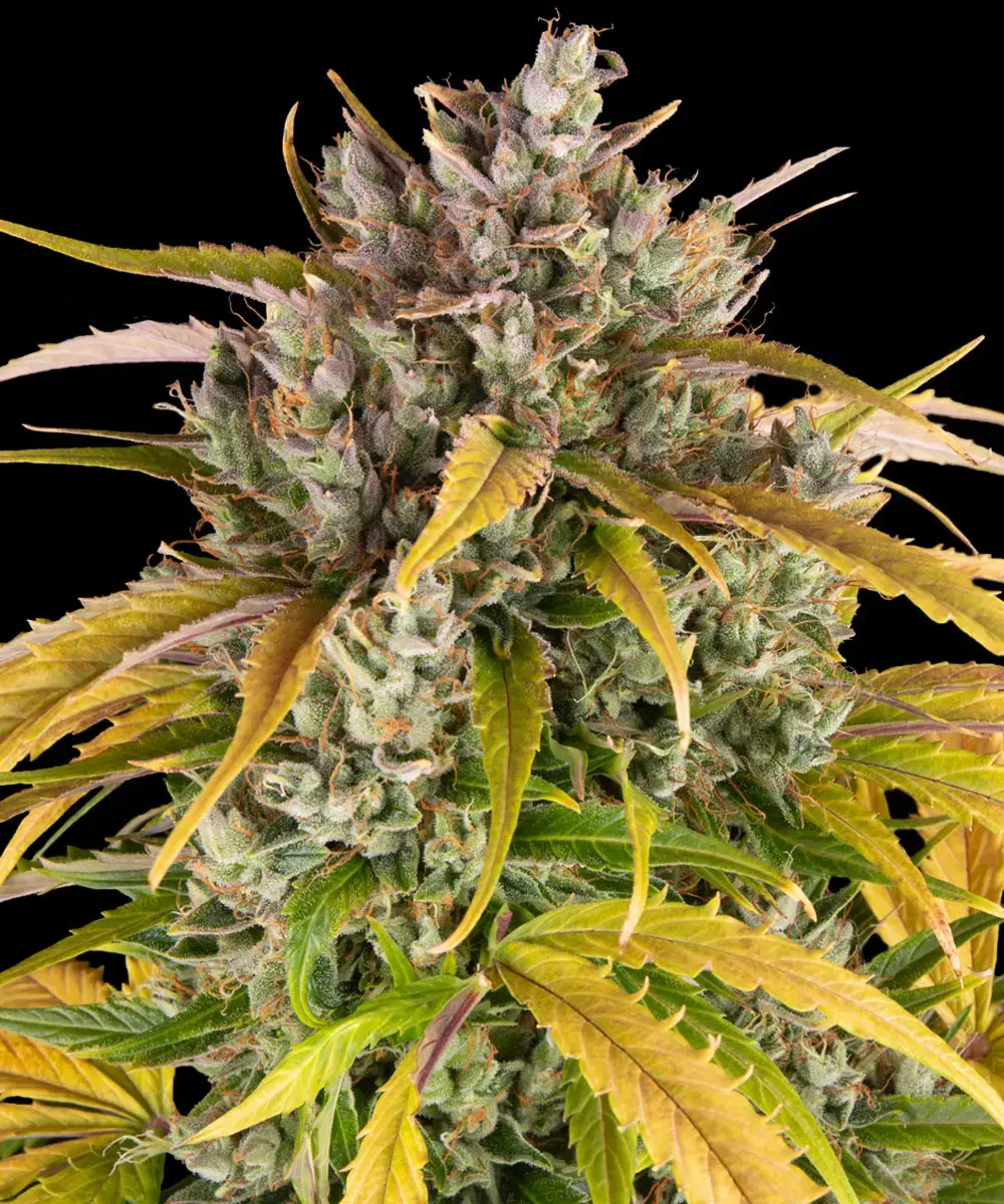 SEMILLA AUTO LSD X 4 UDS SATIVA: 30% INDICA: 70% - STRAIN MACHINE