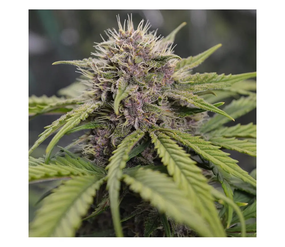 SEMILLA AUTO TROPICANNA COOKIES X4 UDS SATIVA:  40% INDICA: 60% - STRAIN MACHINE