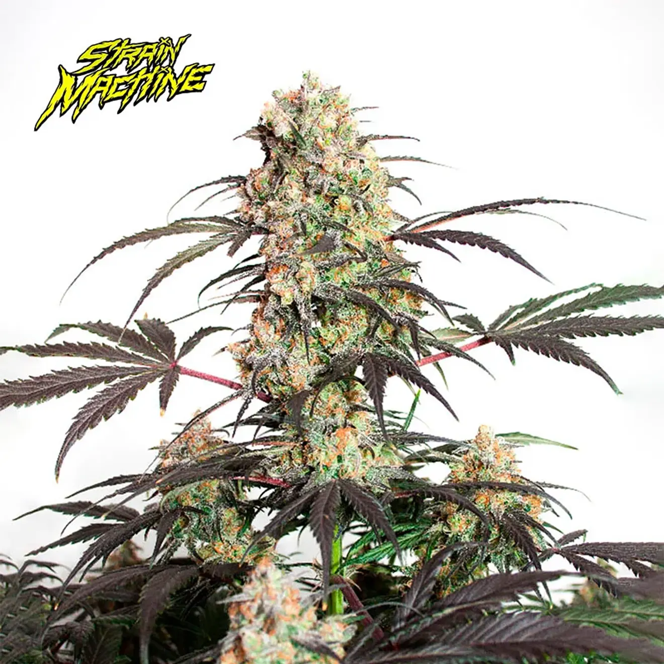 SEMILLA AUTO HALLOWEEN CANDY X 4 UDS SATIVA: 15% INDICA: 85% - STRAIN MACHINE