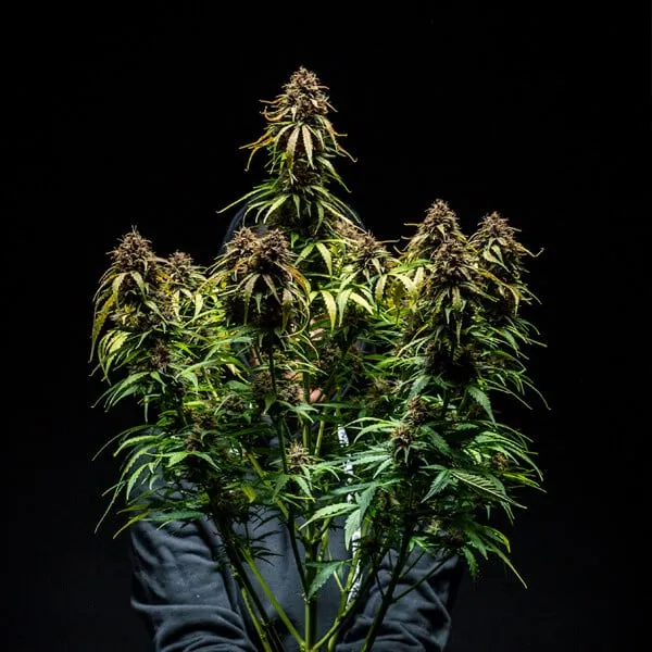 SEMILLA AUTO WATERMELON X 4 UDS SATIVA: 40% INDICA: 60% - STRAIN MACHINE 