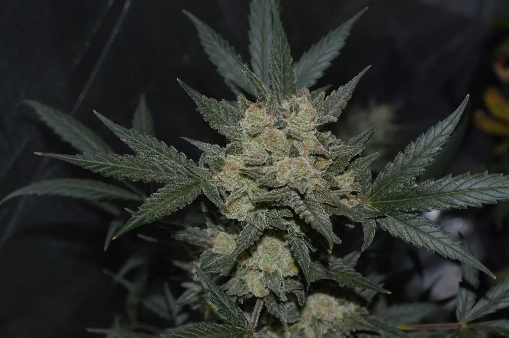 SEMILLA AUTO GIRL SCOUT COOKIES X 4 UDS SATIVA:  35% INDICA: 65% - STRAIN MACHINE