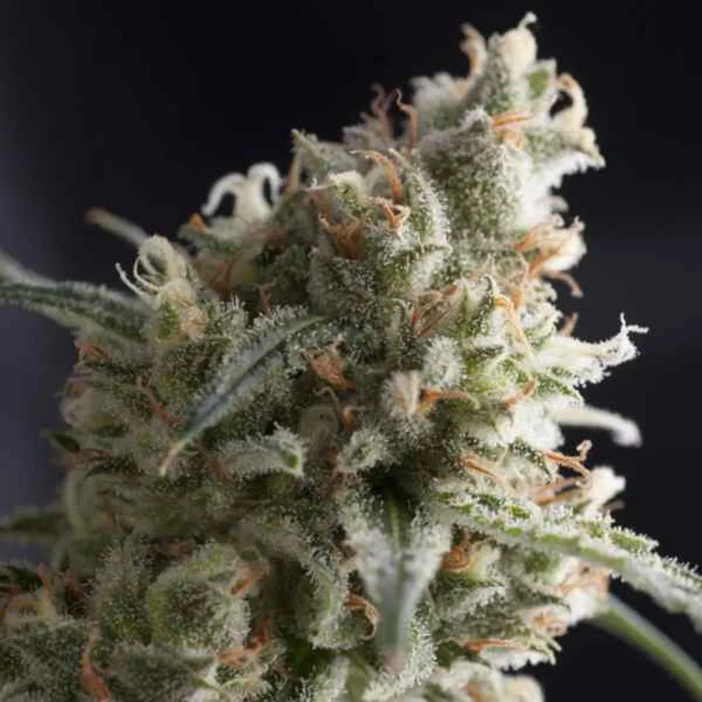 SEMILLA AUTO MONSTER YETI XL X 4 UDS SATIVA: 30% INDICA: 70% - STRAIN MACHINE