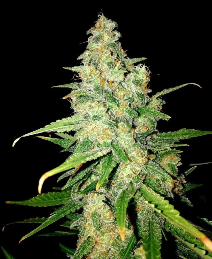 SEMILLA AUTO ZKITTLEZ X 4 UDS SATIVA: 40% INDICA: 60% - STRAIN MACHINE