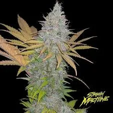 SEMILLA FEMINIZADA MONSTER YETI X 4 UDS SATIVA:100%  - STRAIN MACHINE