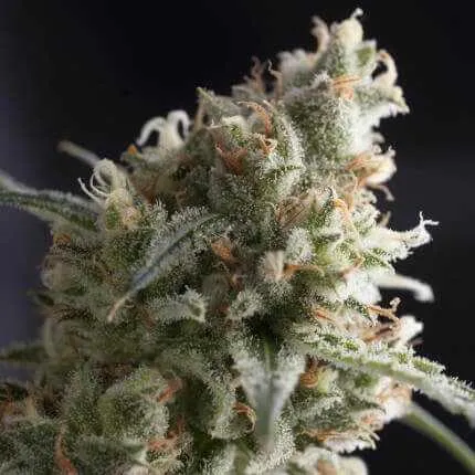 SEMILLA FEMINIZADA LENNON X1 UD SATIVA:  - PYRAMID SEEDS