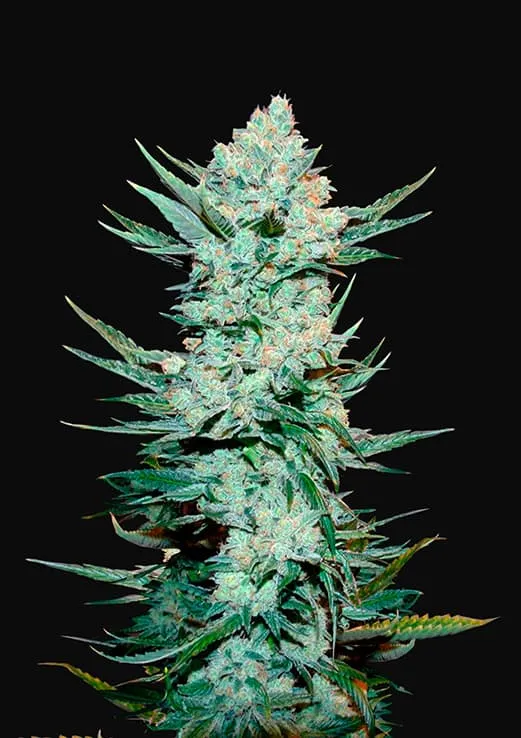 SEMILLA AUTO TANGIE XL  X 4 UDS SATIVA: 70% INDICA: 30% - STRAIN MACHINE