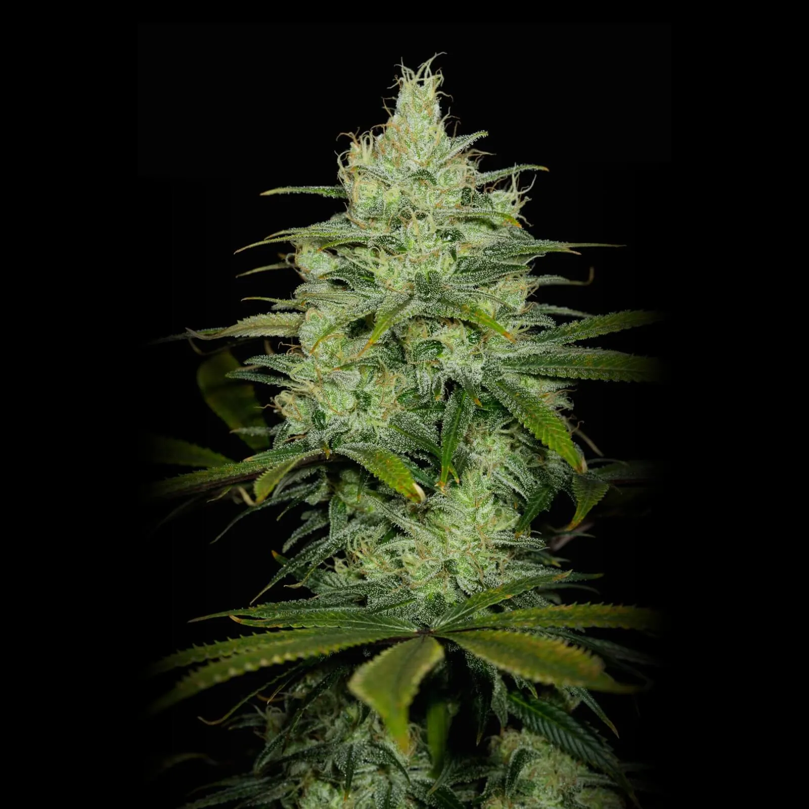 SEMILLA AUTO CHEESE PARTY X 4 UDS SATIVA: 60% INDICA: 40% - STRAIN MACHINE