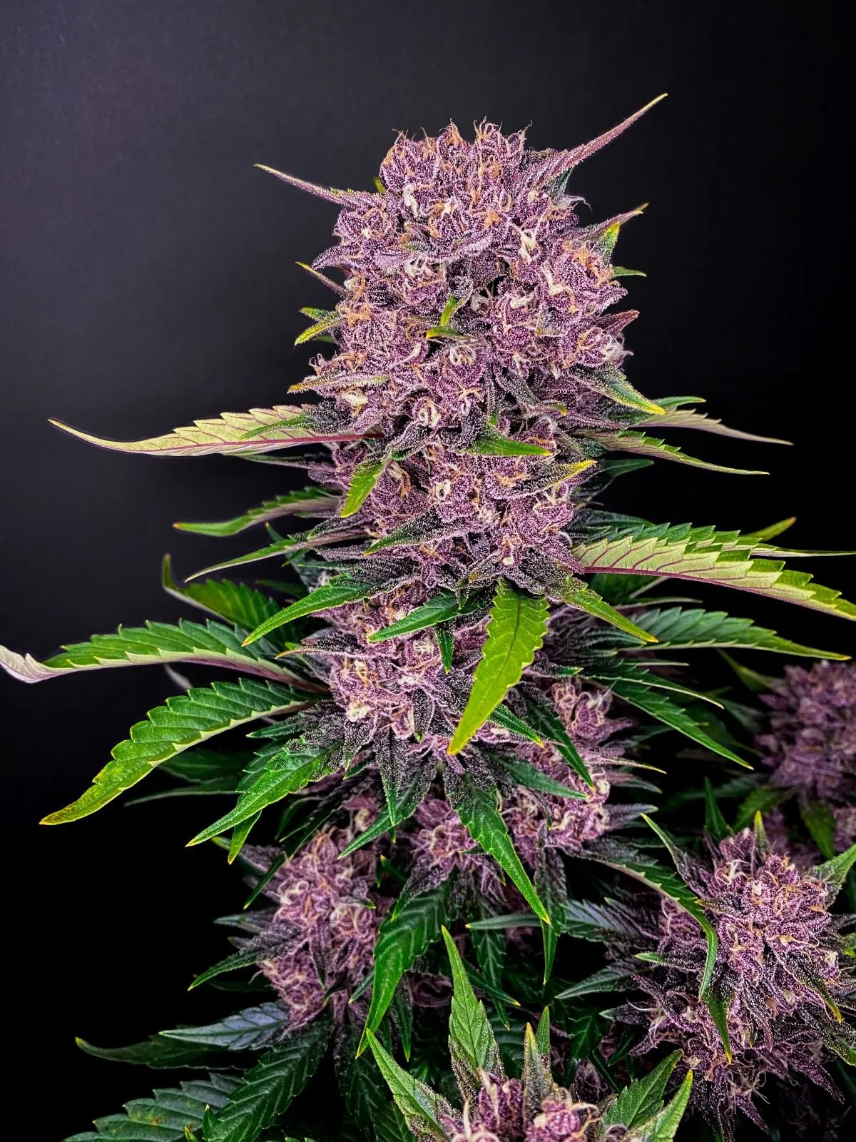 SEMILLA AUTO PURPLE LEMONADE X4 UDS SATIVA: 30% INDICA: 70% - STRAIN MACHINE 