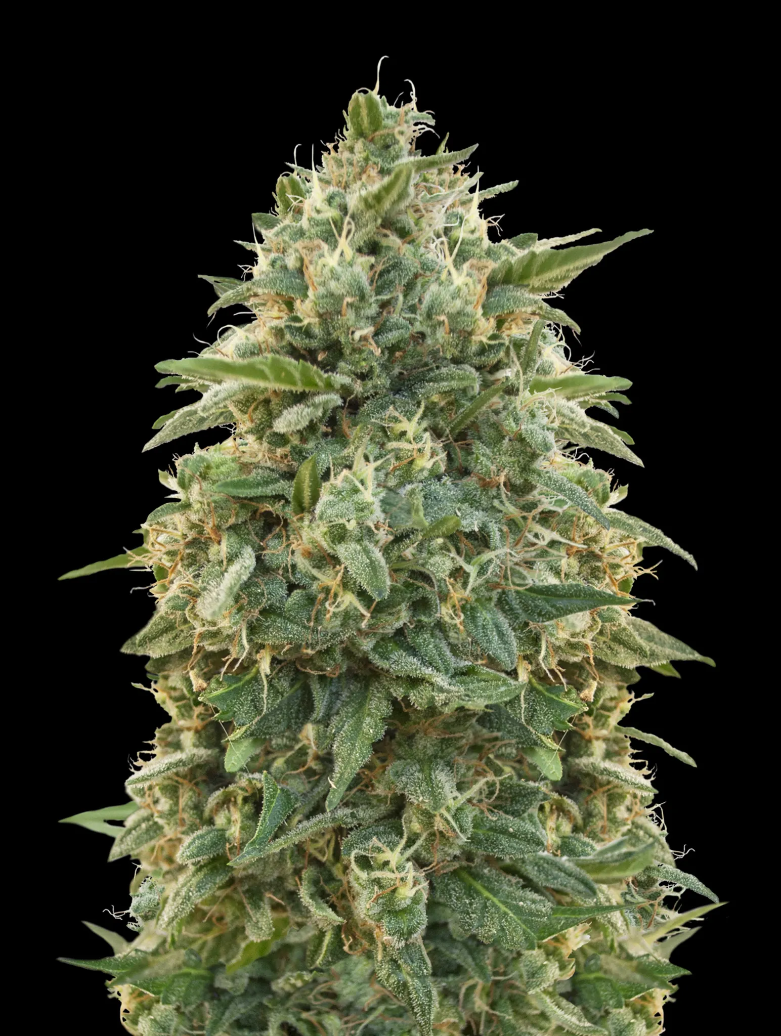 SEMILLA FEMINIZADA AMNESIA X 4 UDS SATIVA:70% INDICA:30% - STRAIN MACHINE