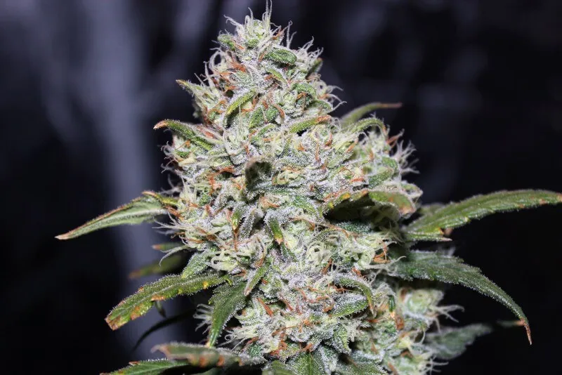 SEMILLA AUTO GORILLA GLUE X 4 UDS SATIVA: 70% INDICA: 30% - STRAIN MACHINE