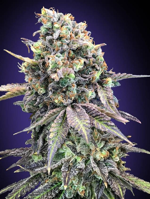 SEMILLA CRITICAL X PURPLE PUNCH X 4 UDS SATIVA: 25% INDICA:75% - STRAIN MACHINE