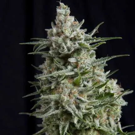 SEMILLA FEMINIZADA ANESTHESIA X 1 UD SATIVA: 10% INDICA: 90%  - PYRAMID SEEDS