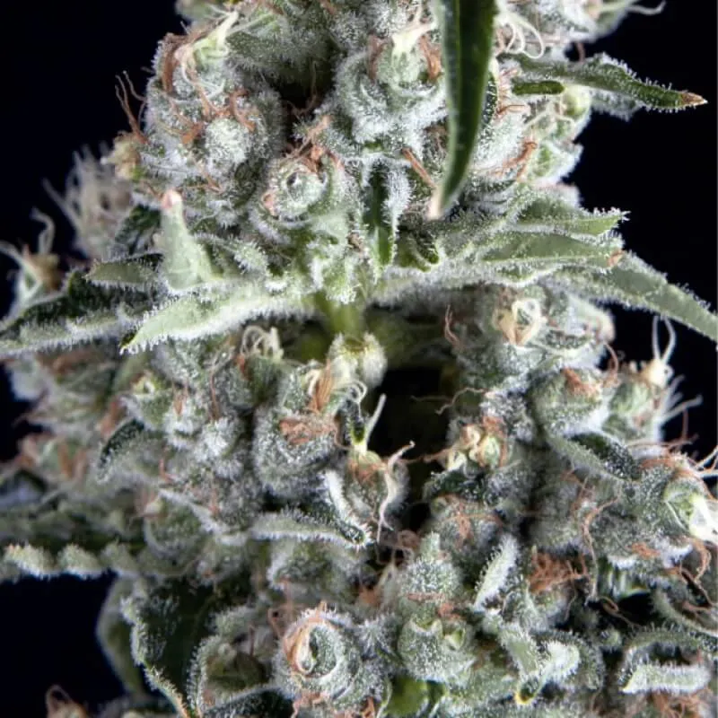 SEMILLA FEMINIZADA BOCA NEGRA X 1 UD SATIVA: 75% INDICA: 25% - TRIKOMA SEEDS