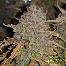 SEMILLA FEMINIZADA BANANA BEACH X 4 UDS SATIVA: 70% INDICA:30% - STRAIN MACHINE