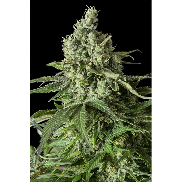 SEMILLA AUTO MOBY DICK XL X 4 UDS SATIVA: 70% INDICA: 30% - STRAIN MACHINE