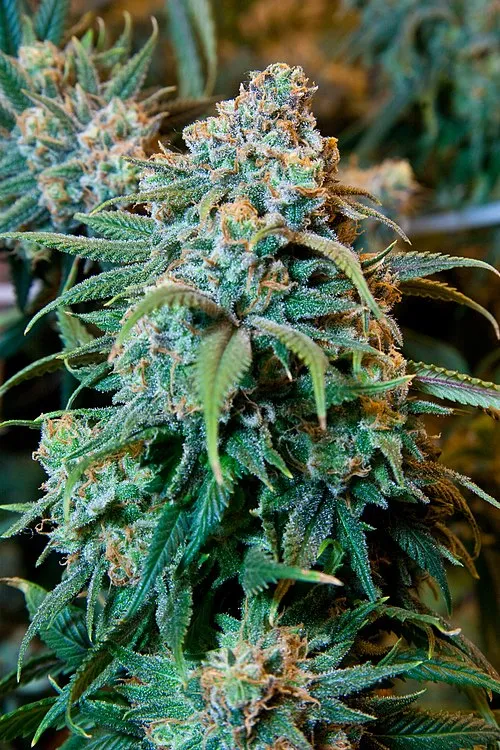 SEMILLA FEMINZADA XINGU X 1UD SATIVA: 10%  INDICA:90% - MACONHA SEEDS BANK