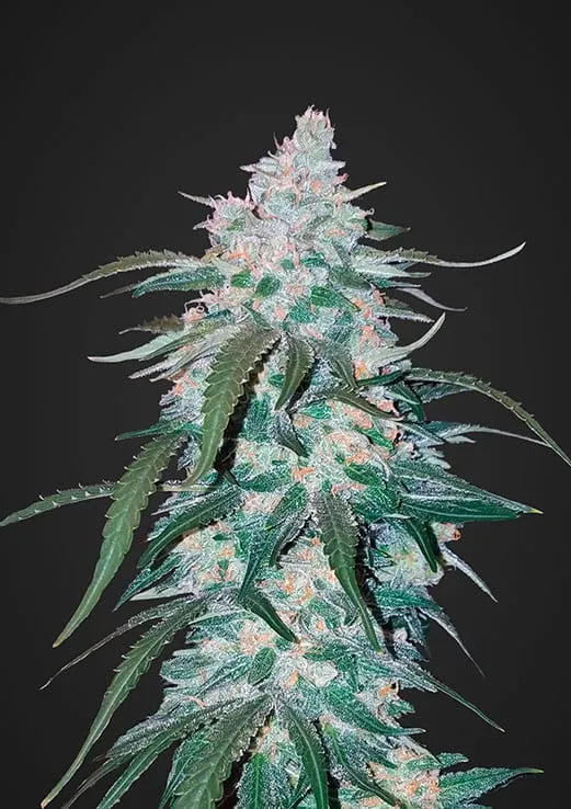 SEMILLA AUTO PINEAPPLE EXPRESS XL  X 4 UDS SATIVA: 30% INDICA: 70% - STRAIN MACHINE