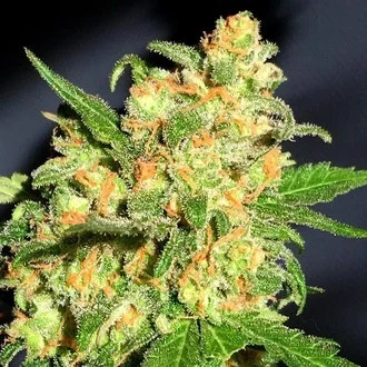 SEMILLA AUTO BRUCE BANNER X 4 UDS SATIVA: 60% INDICA: 40% - STRAIN MACHINE