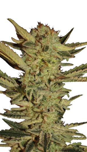 SEMILLA AUTO BUBBLE GUM X 4 UDS SATIVA: 15% INDICA: 85% - STRAIN MACHINE