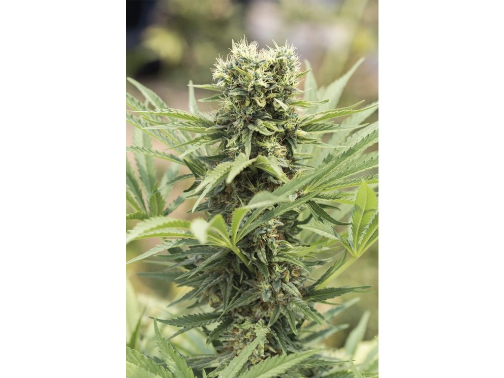 SEMILLA AUTO GREEN FINGER X 4 UDS SATIVA: 50% INDICA: 50% - STRAIN MACHINE 