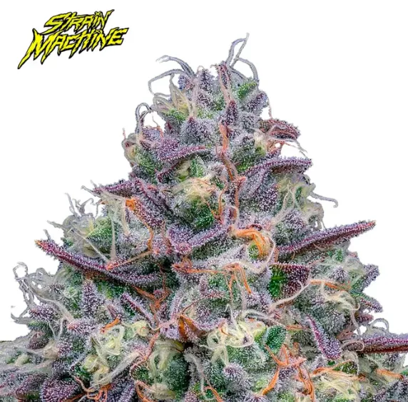 SEMILLA FEMINIZADA COP KILLER  X 4 UDS SATIVA: 25% INDICA :75%  - STRAIN MACHINE