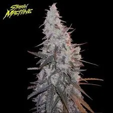 SEMILLA FEMINIZADA HAWAIIAN SHARK X 4 UDS SATIVA:80% INDICA:20% - STRAIN MACHINE