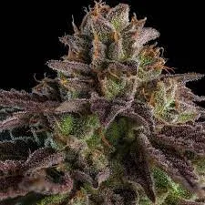 SEMILLA AUTO BANANA BEACH X 4 UDS SATIVA: 70% INDICA: 30% - STRAIN MACHINE