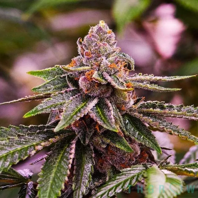 SEMILLA FEMINIZADA GIRL SCOUT COOKIES X 4 UDS SATIVA:40% INDICA:60% - STRAIN MACHINE